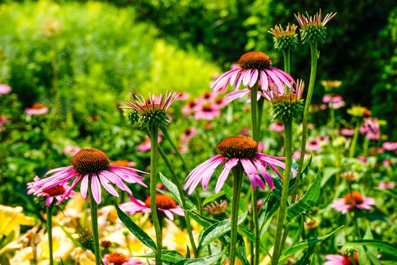 Echinacea purpurea pozadie creanatura-zahradne-inspiracie